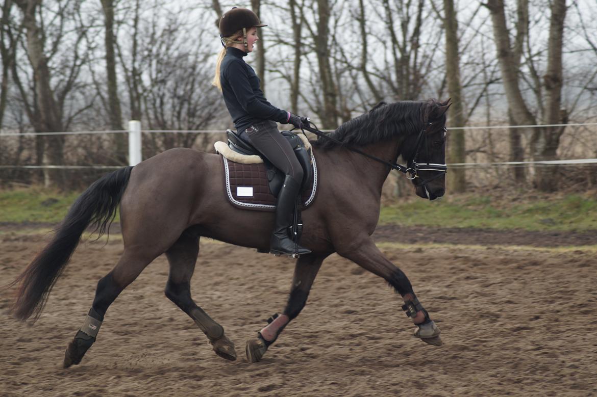 Welsh Cob (sec D) Højsgaard's santos B-PONY billede 3