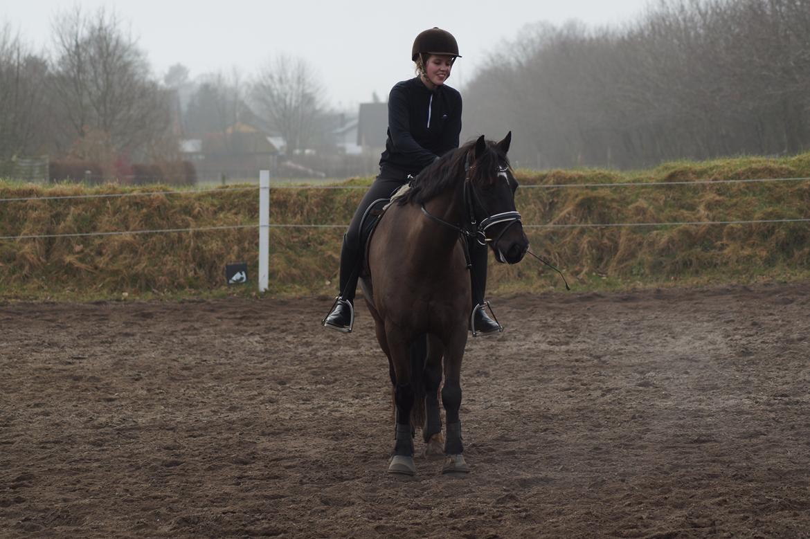 Welsh Cob (sec D) Højsgaard's santos B-PONY billede 13
