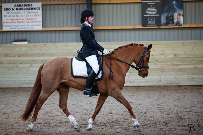 Connemara KÖHLS EVELINA B-PONY! billede 9