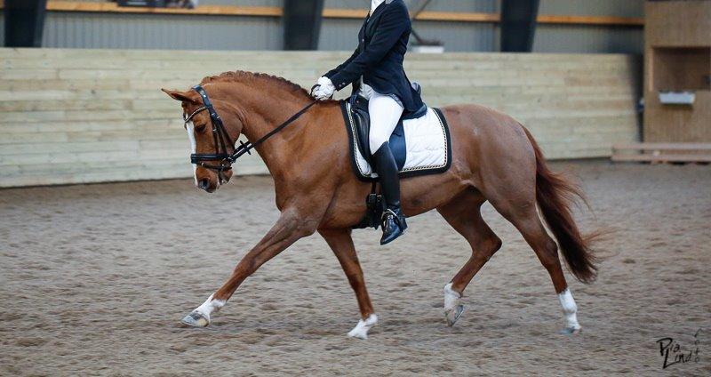 Connemara KÖHLS EVELINA B-PONY! - 11/2 2014. LA6 - 68% billede 1