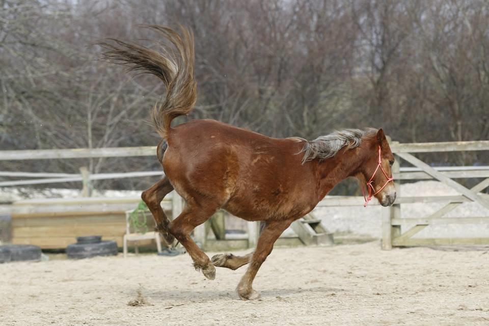 Anden særlig race Gry Soleil [Himmelhest] - Gry i fuld firspring! (Foto: Freja Sif) billede 19