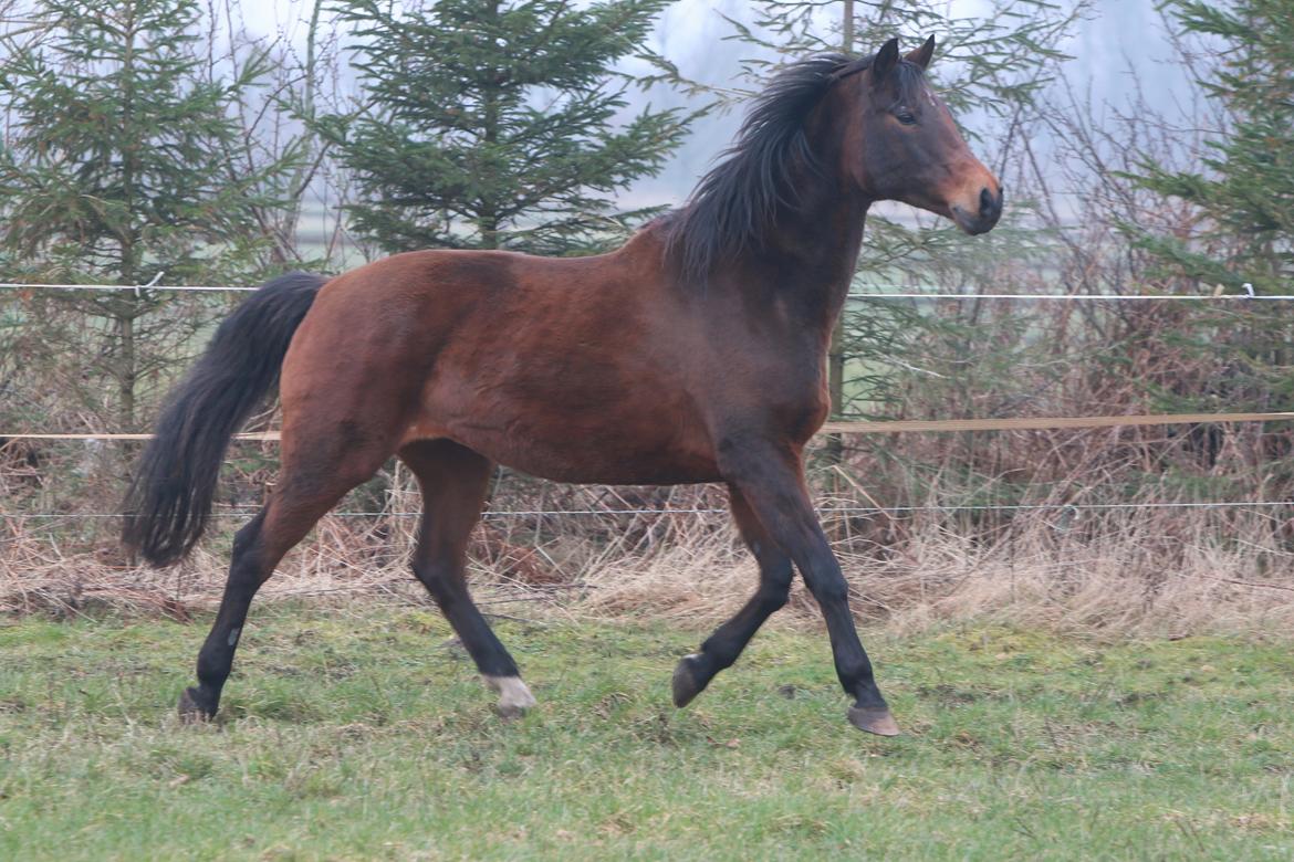 Trakehner Rebecca aka Pølsen - Hun ka stadig den gamle - marts 14 billede 12