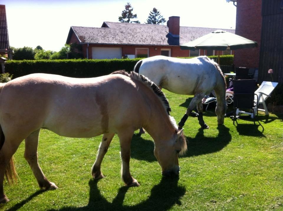 Fjordhest Lilja - Pitstop hjemme hos mormor og morfar - Lilja og Nocher  billede 2