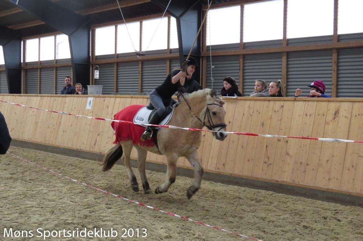 Fjordhest Lilja - Haloween ringridning 3-11-2014... Jeg rider selv Lilja her billede 5