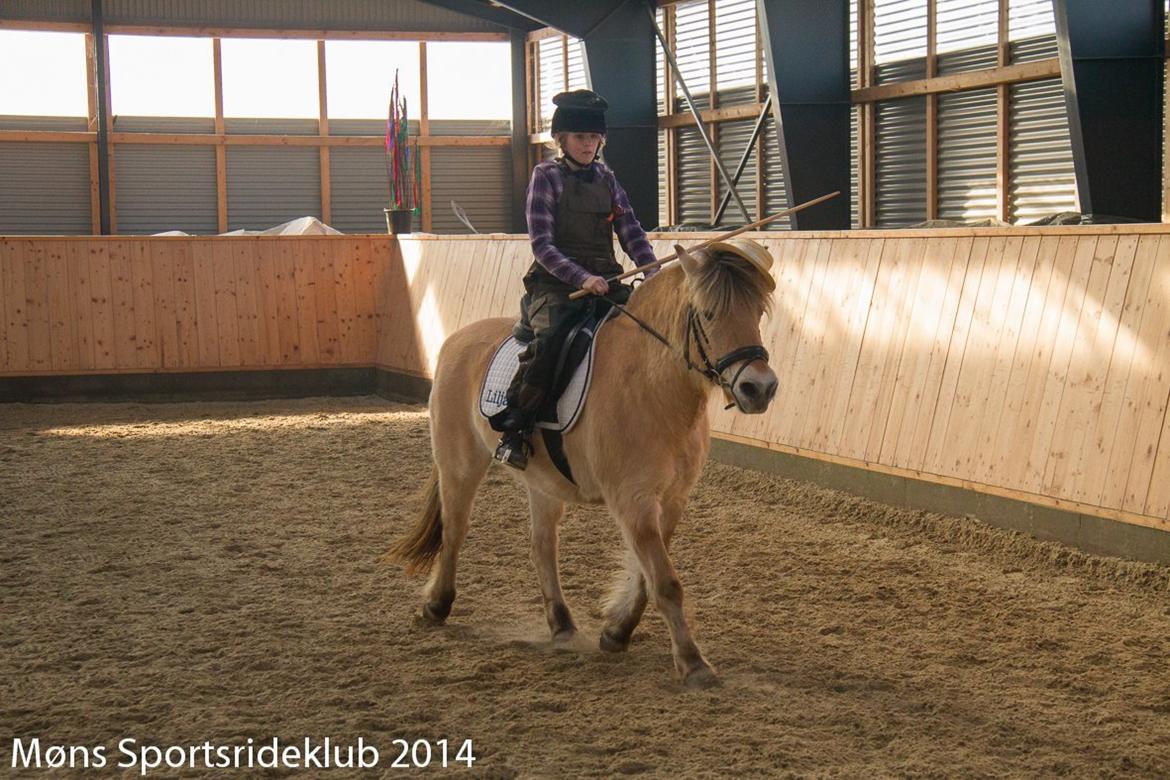 Fjordhest Lilja - Fastelavn ringridning 23-2-2014... Søster rider og var bonderøv billede 6