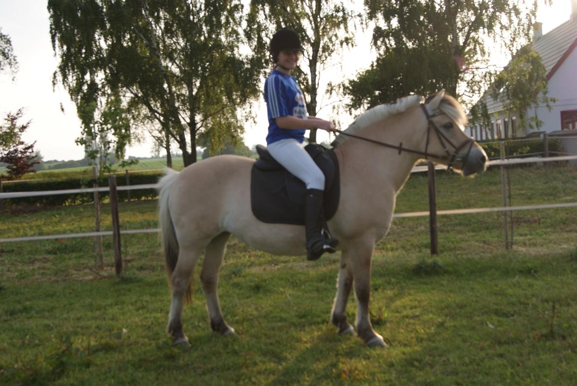 Fjordhest Lilja - Jeg selv rider Lilja her billede 9