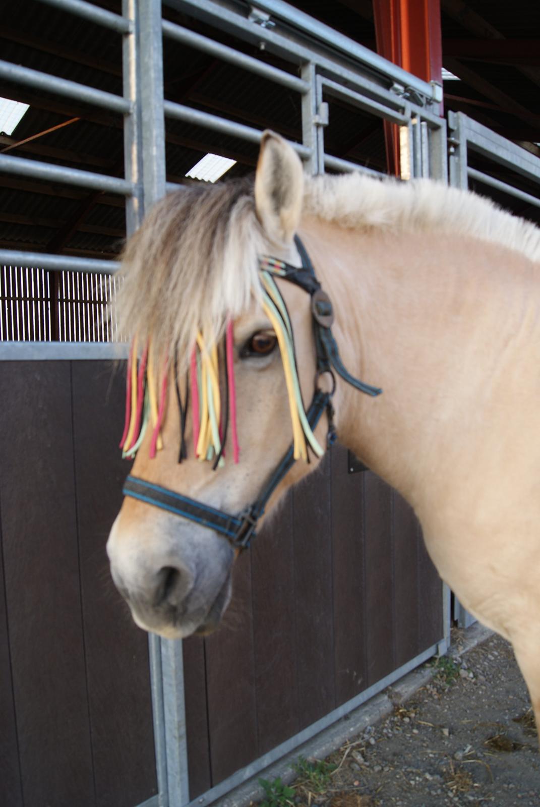 Fjordhest Lilja billede 10