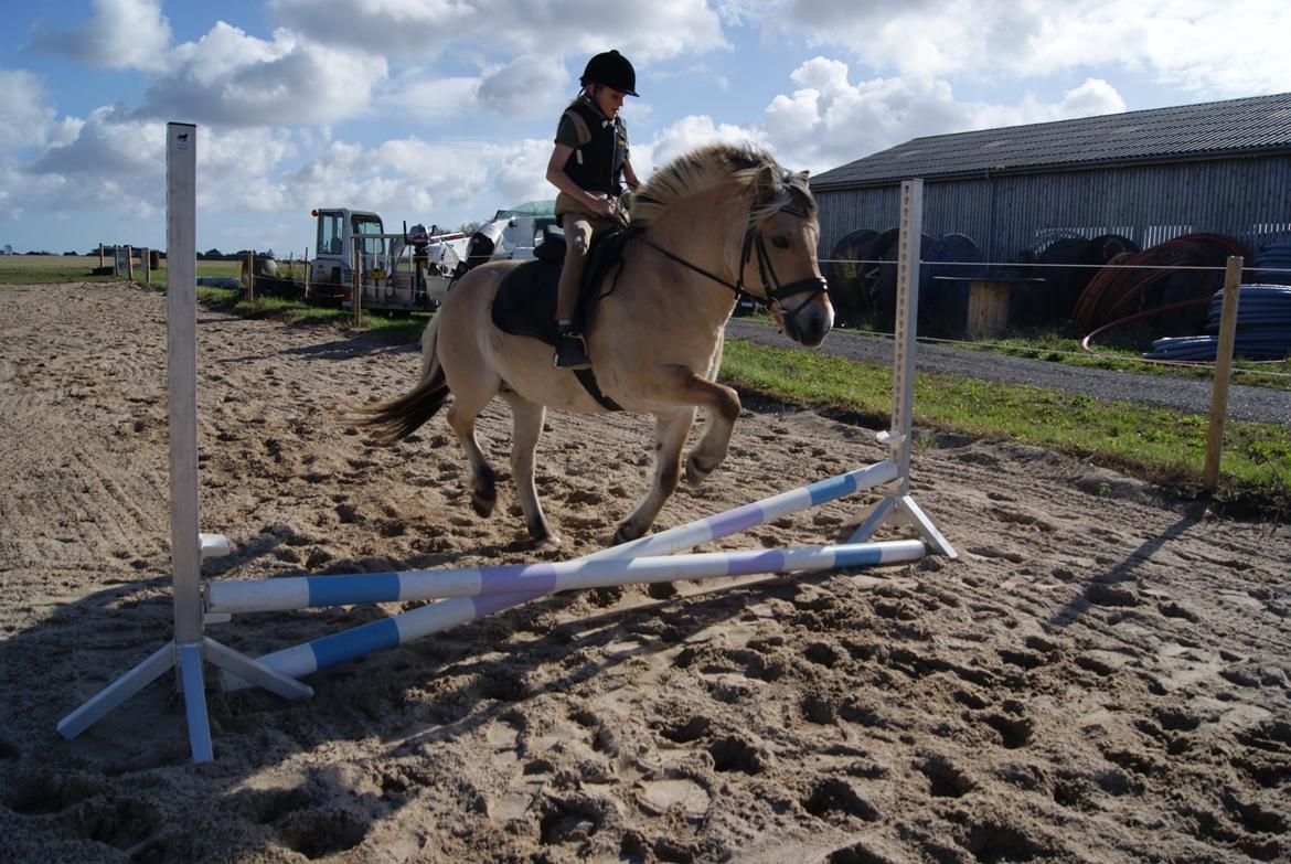 Fjordhest Lilja - Søster prøver at springe Lilja  billede 12