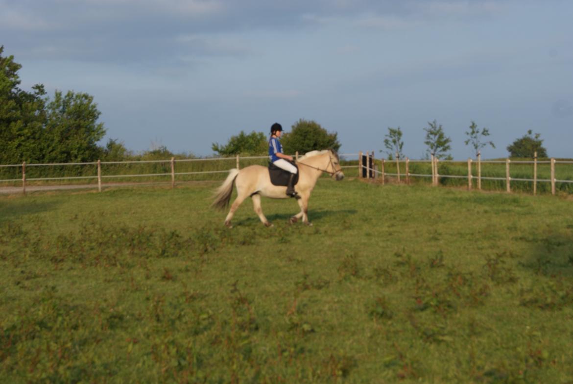 Fjordhest Lilja - Jeg selv rider Lilja her billede 13