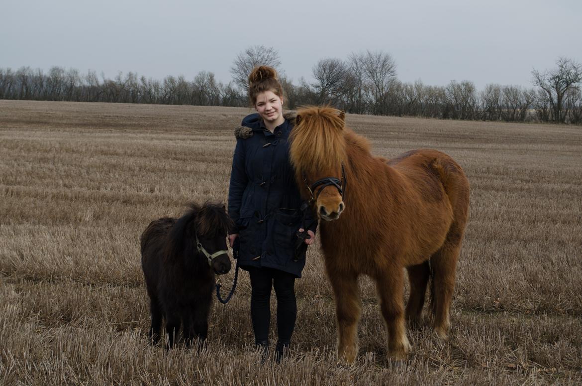 Shetlænder Peanut billede 4