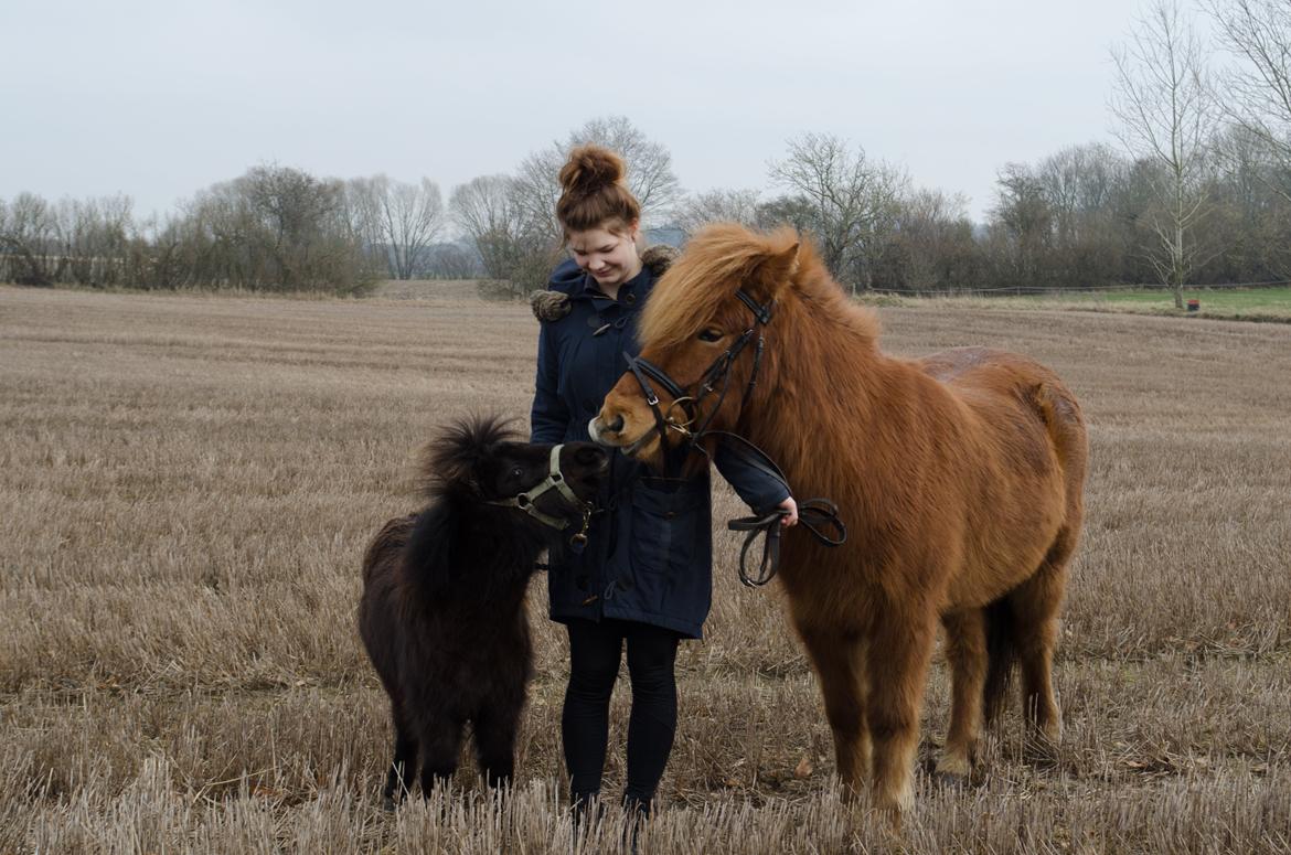 Shetlænder Peanut billede 1