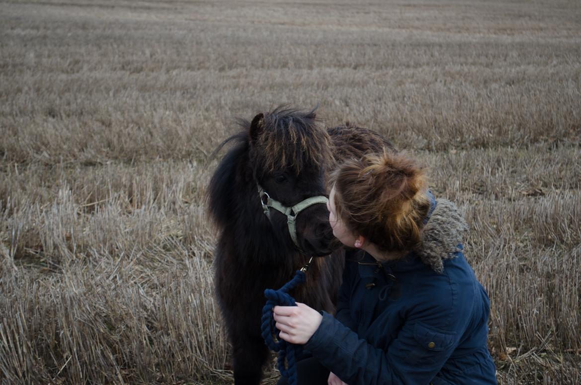 Shetlænder Peanut billede 3