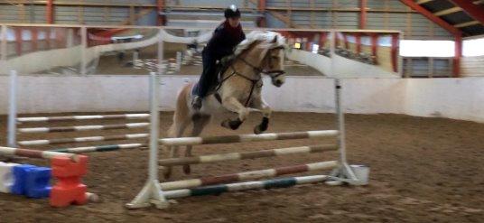 Haflinger Nyegaards Nascha - Spring ved Jette billede 6