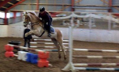 Haflinger Nyegaards Nascha - Spring ved Jette billede 5