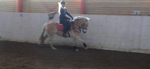 Haflinger Nyegaards Nascha billede 4