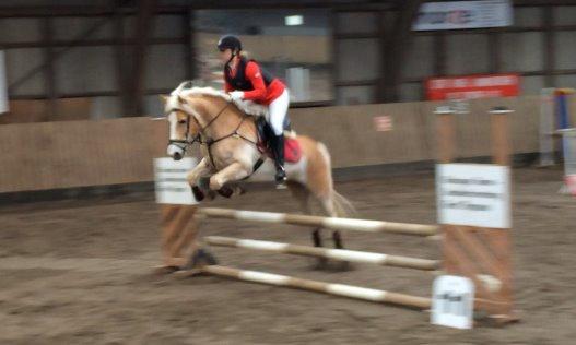 Haflinger Nyegaards Nascha - LC Mønterhøj billede 2