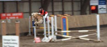 Haflinger Nyegaards Nascha - LC Mønterhøj billede 3