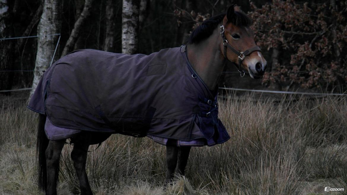 Hollandsk Sportspony Jasmijn billede 17