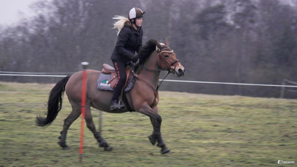 Hollandsk Sportspony Jasmijn billede 22