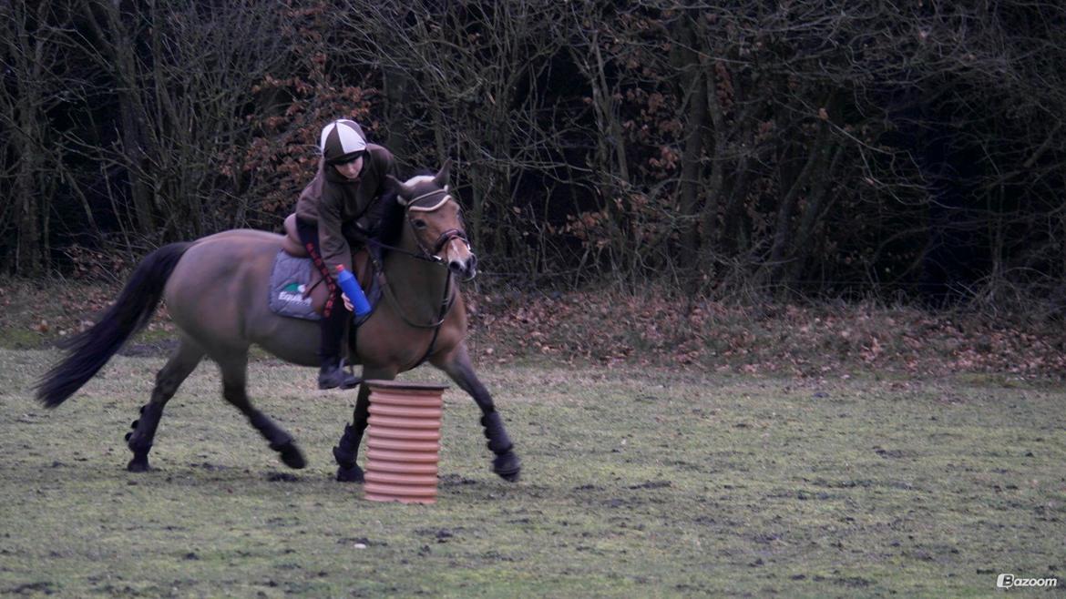 Hollandsk Sportspony Jasmijn billede 28