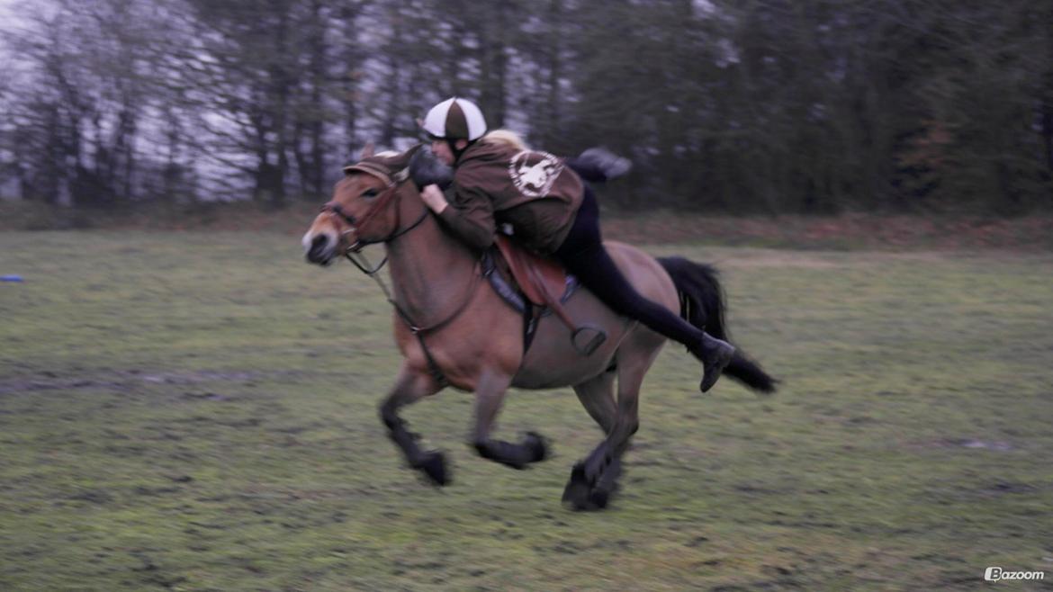 Hollandsk Sportspony Jasmijn billede 11