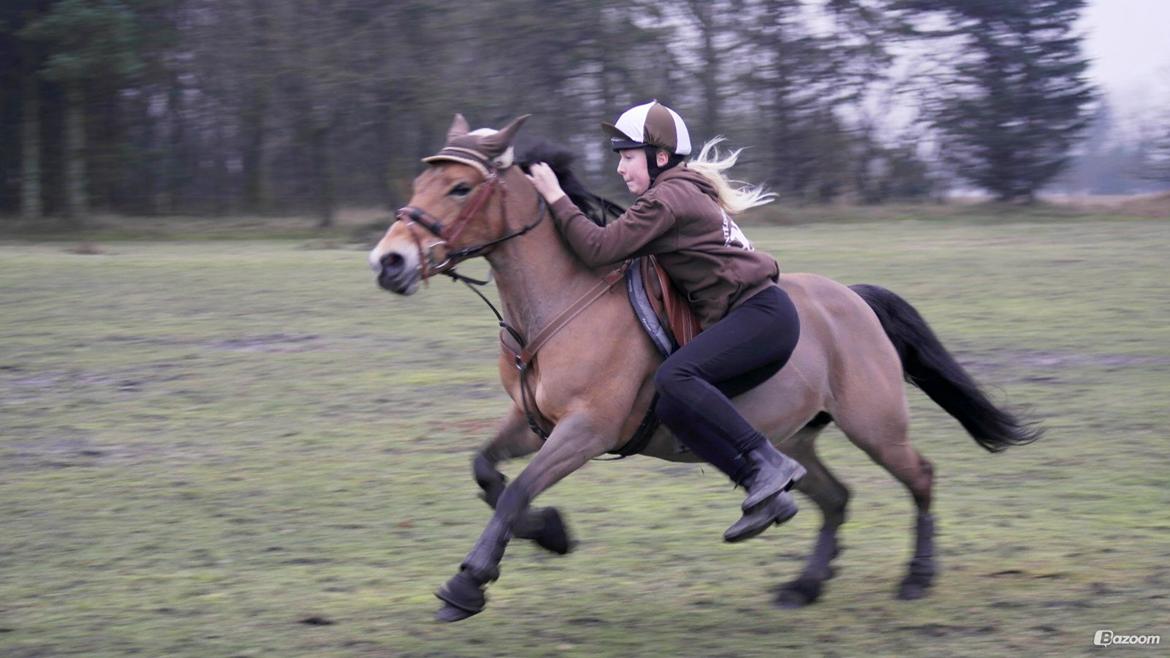 Hollandsk Sportspony Jasmijn billede 8