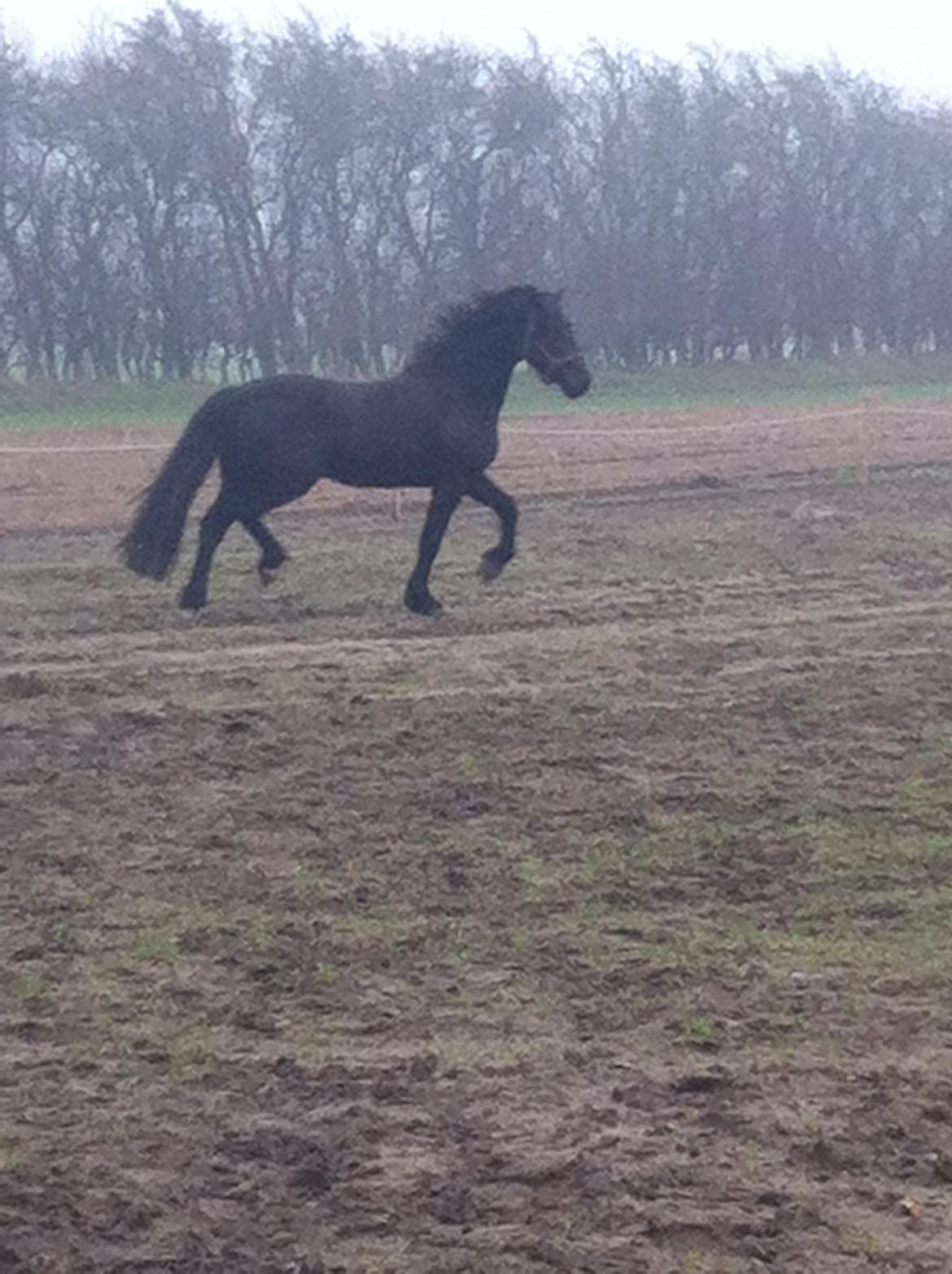 Welsh Cob (sec D) Valhallas Allegro - 1. marts 2014 billede 7