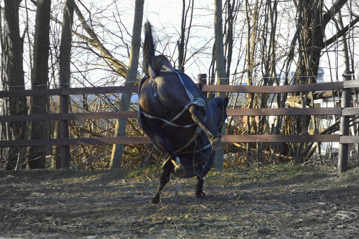 DSP Toftekildes miss Nelly billede 16
