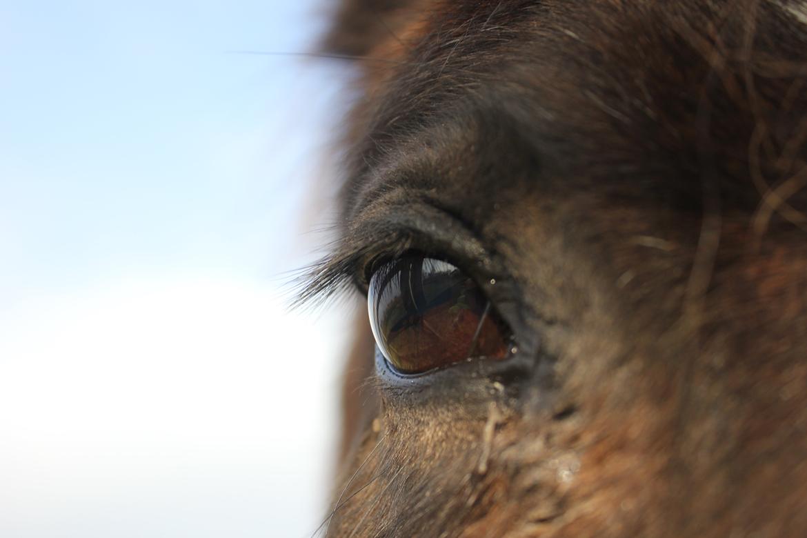 Islænder Depla frá lunansholti II billede 8