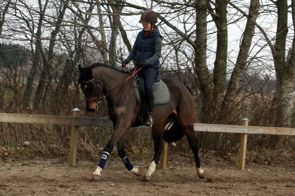 Dansk Varmblod Paradise billede 2