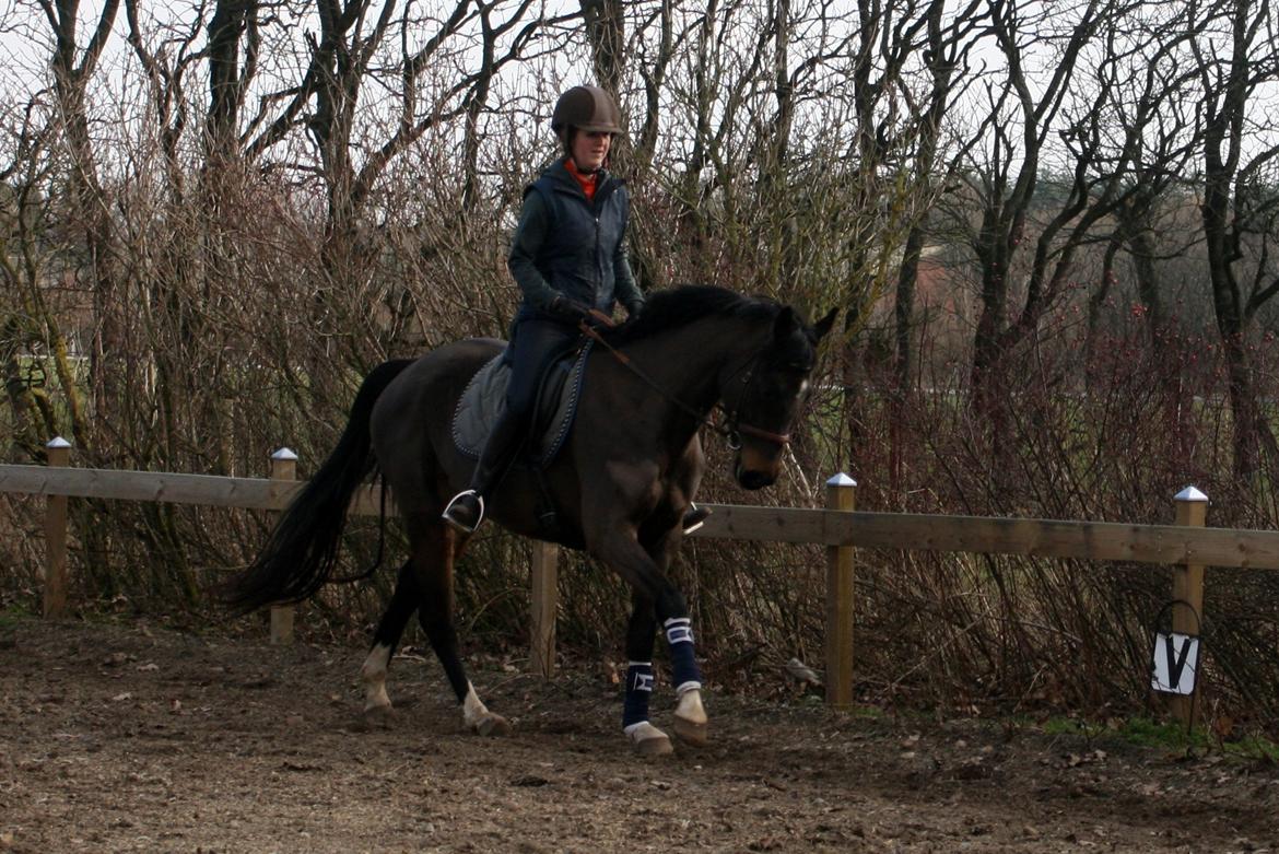 Dansk Varmblod Paradise billede 4