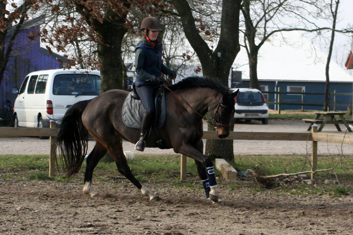 Dansk Varmblod Paradise billede 5