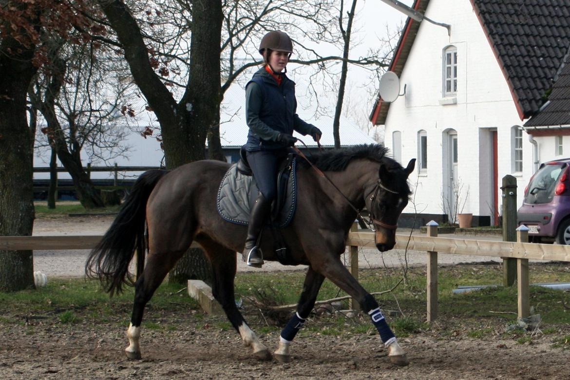 Dansk Varmblod Paradise billede 6