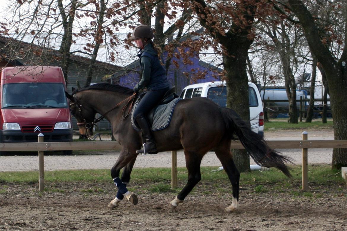 Dansk Varmblod Paradise billede 7