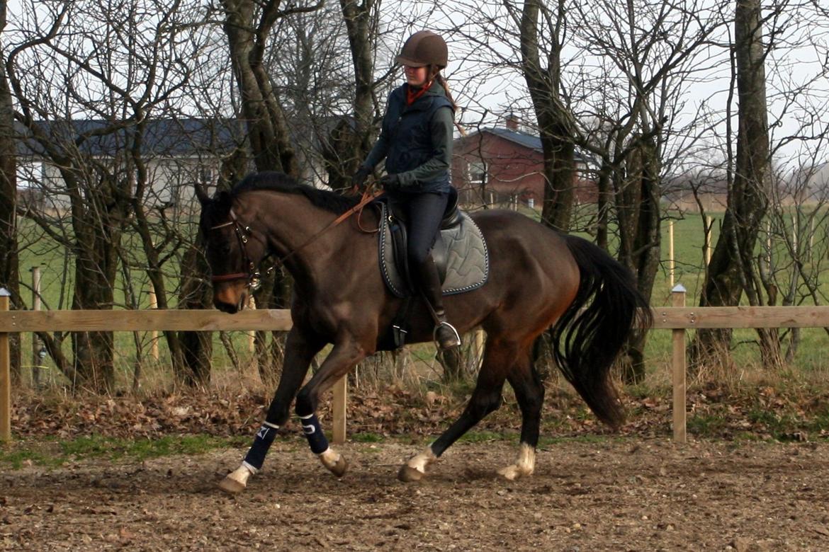 Dansk Varmblod Paradise billede 8