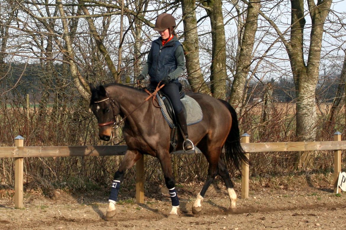 Dansk Varmblod Paradise billede 9