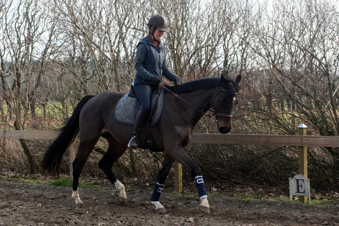 Dansk Varmblod Paradise billede 3