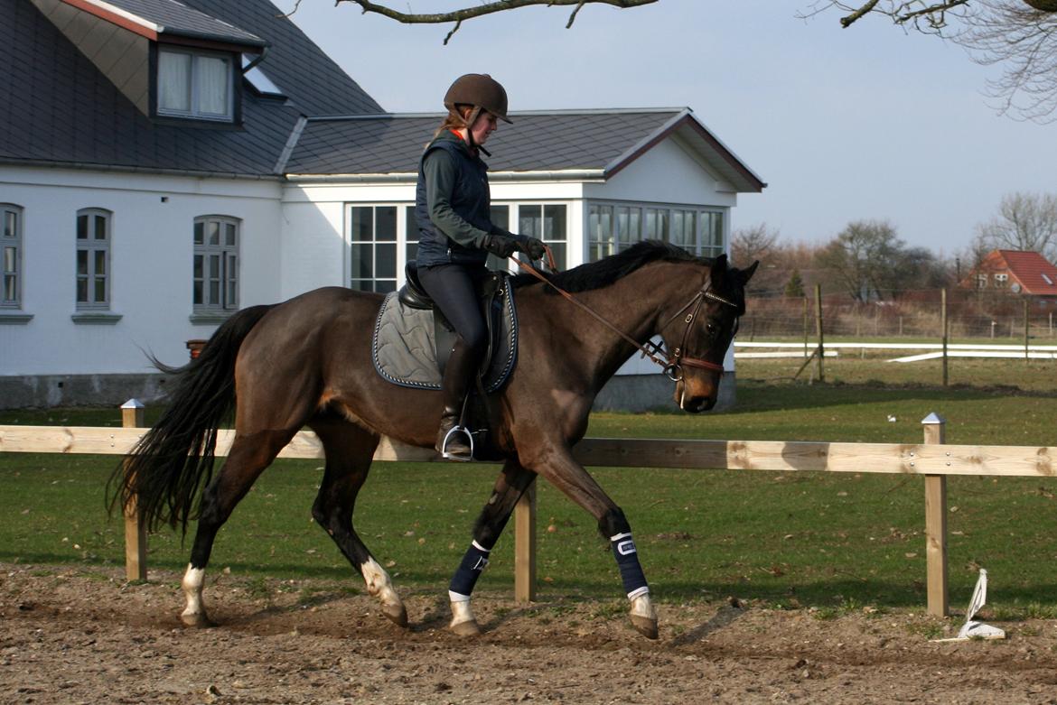 Dansk Varmblod Paradise billede 1