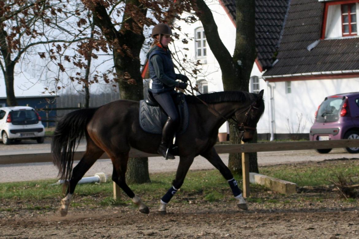 Dansk Varmblod Paradise billede 12