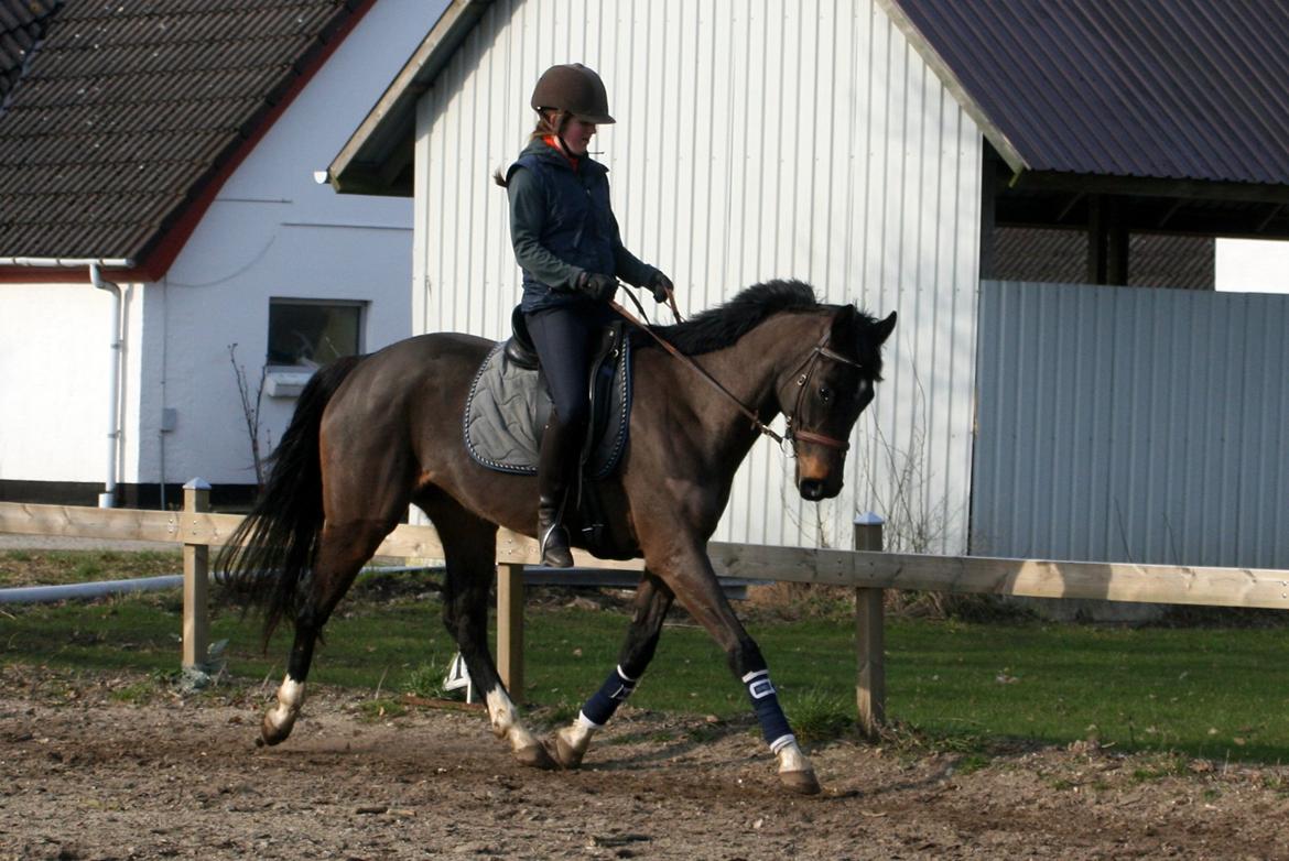 Dansk Varmblod Paradise billede 13