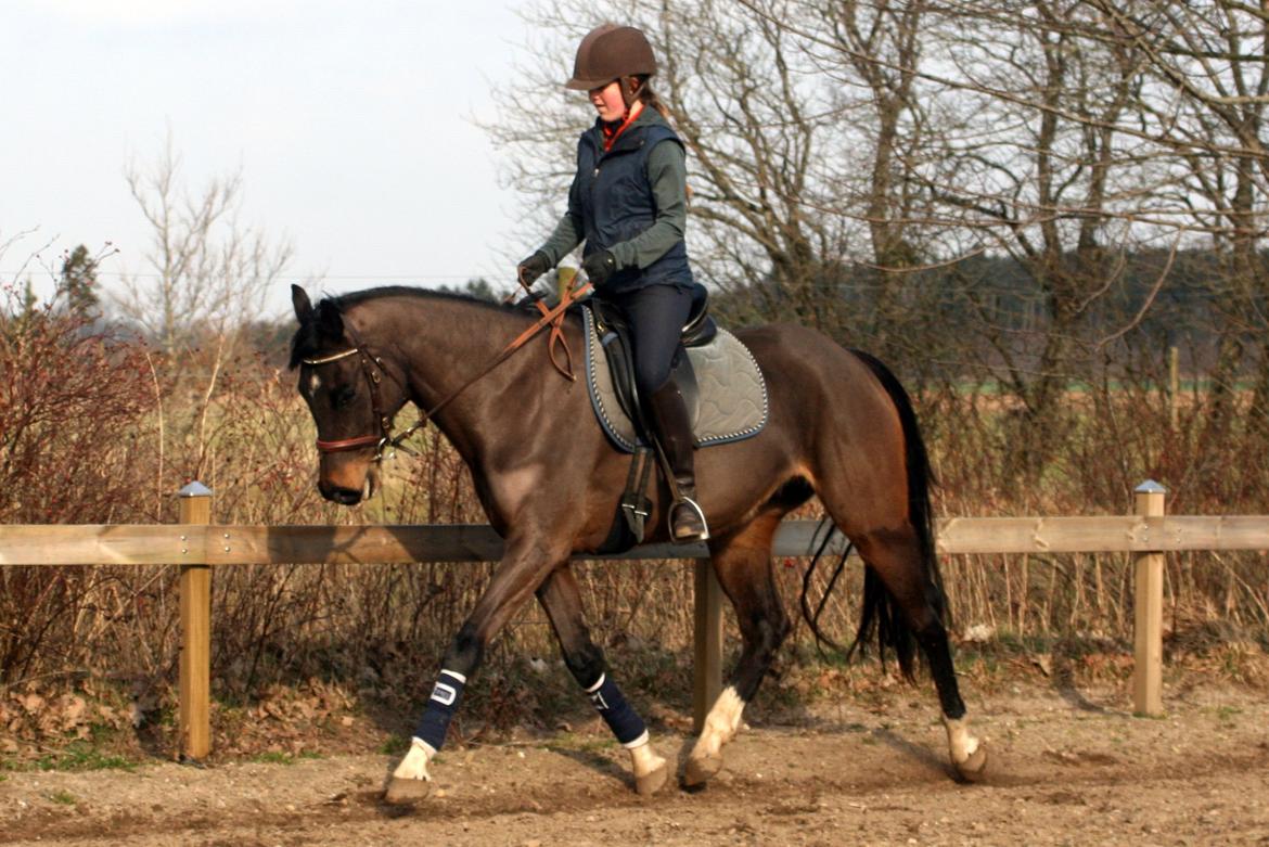 Dansk Varmblod Paradise billede 10