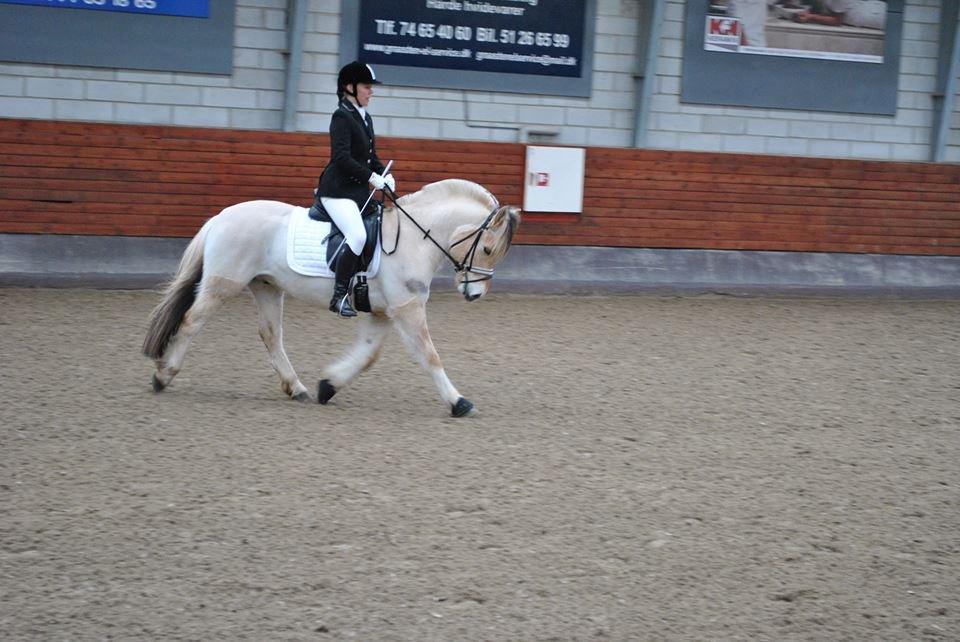 Fjordhest Debat Dalsgaard billede 23