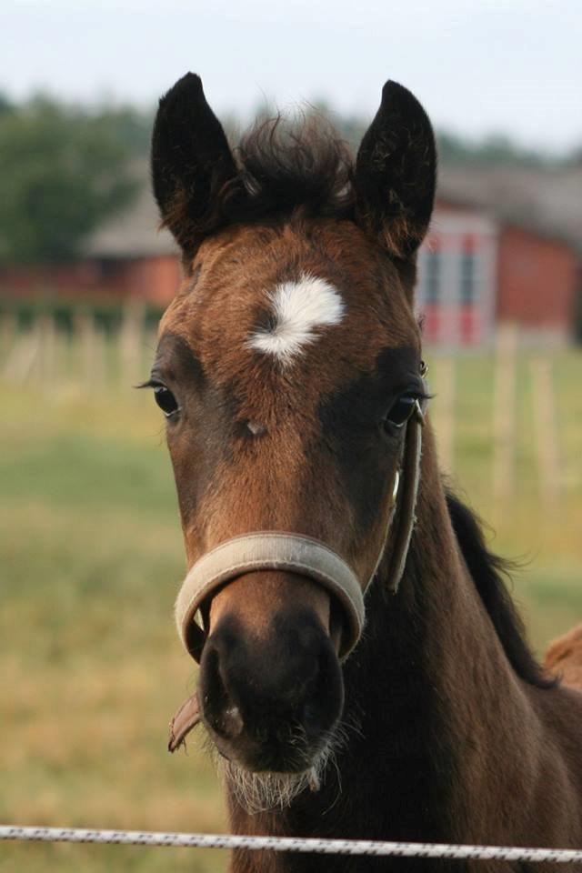 Dansk Varmblod Paradise - Som baby hest :) billede 14