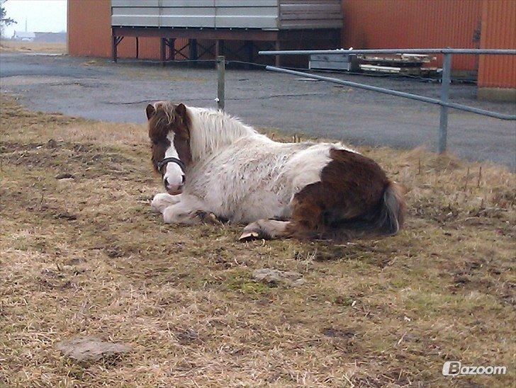 Anden særlig race Samba - foto elisa billede 1