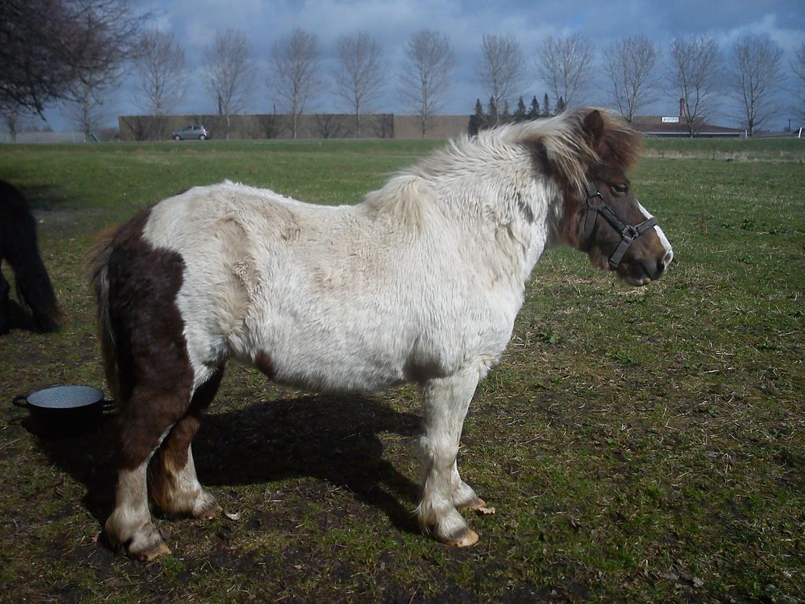 Anden særlig race Samba billede 9