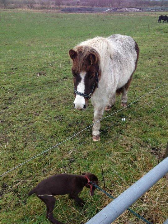 Anden særlig race Samba - foto: elisa billede 10