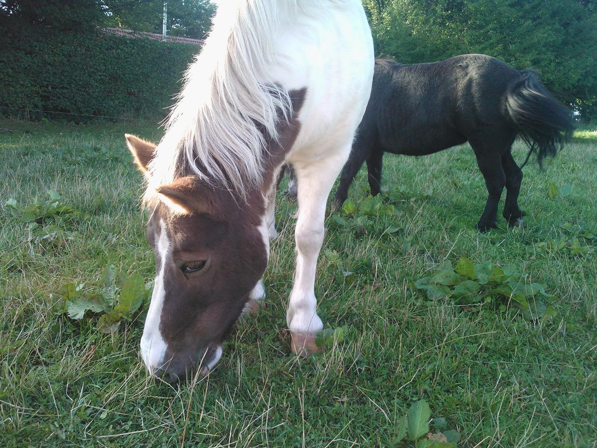 Anden særlig race Samba billede 12