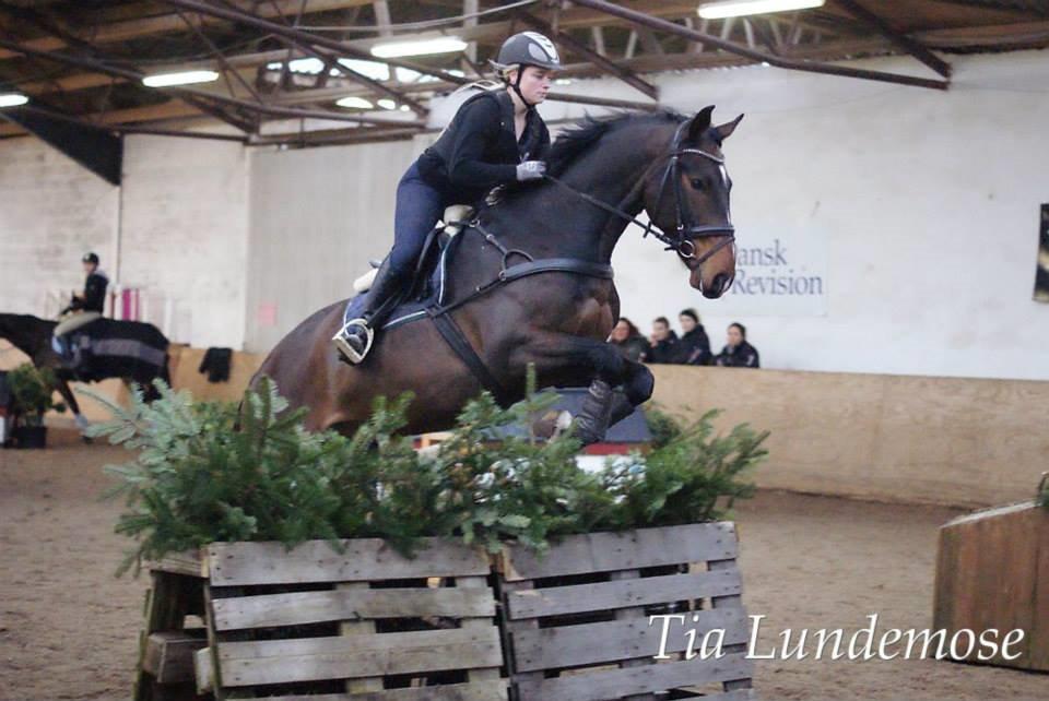 Dansk Varmblod Gipson Cloud - Gips til første terræntræning :-) 15.02.14 billede 17