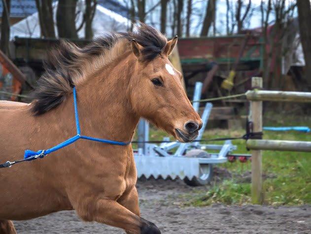 Anden særlig race Lukas billede 13
