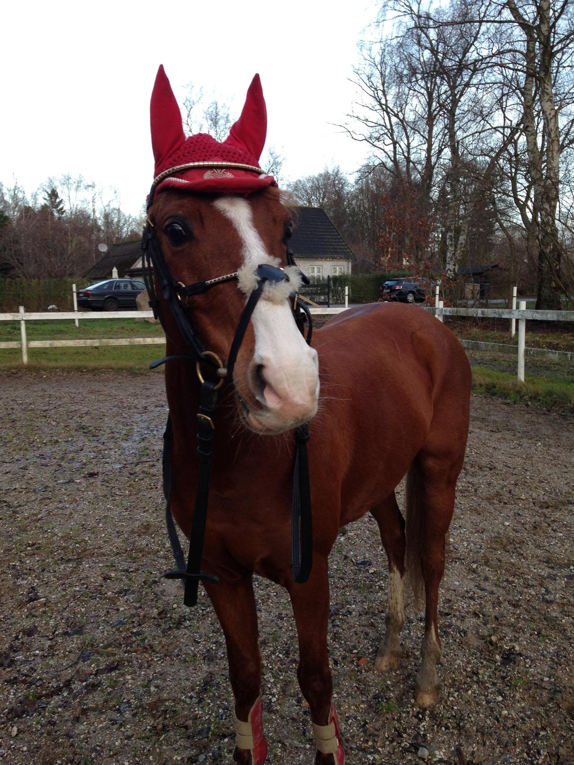 DSP Nyholms Sinatra billede 13